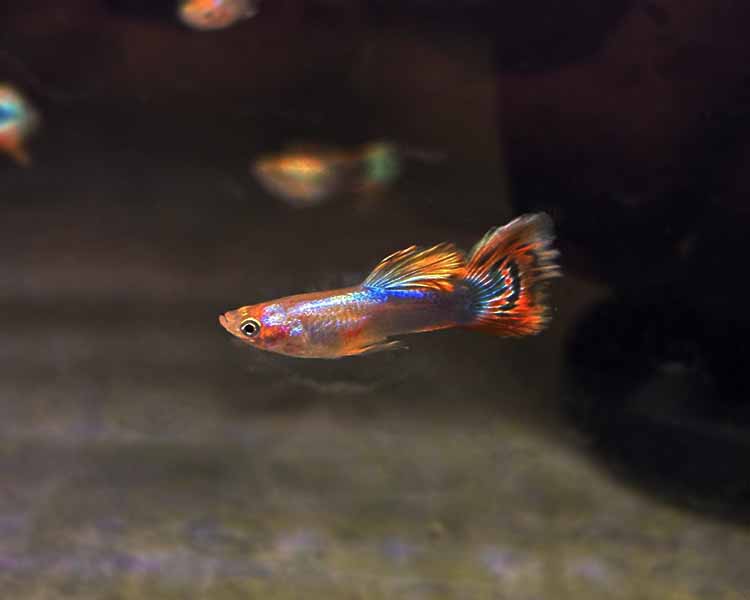 Butterfly Guppy - male ~ 3cm
