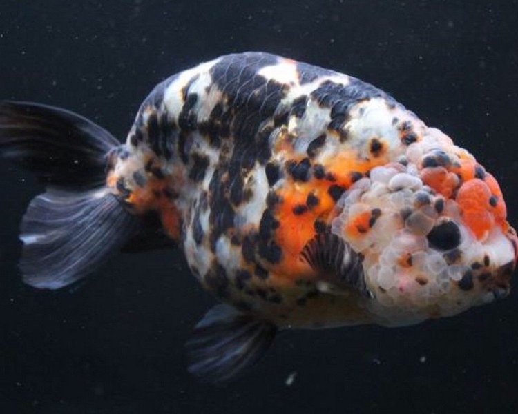 Assorted Calico Ranchu Goldfish ~ 7cm - 8cm