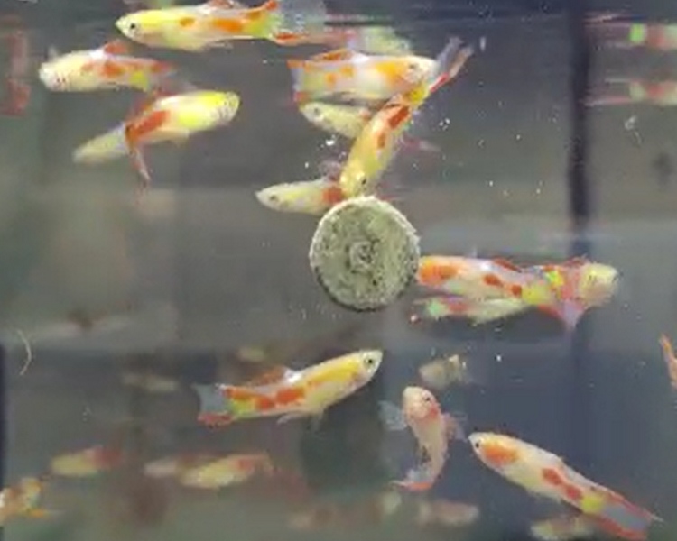 Calico Endler Guppy - Male ~ 2cm