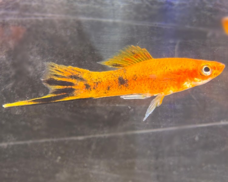 Calico Swordtail ~ 3cm - 4cm