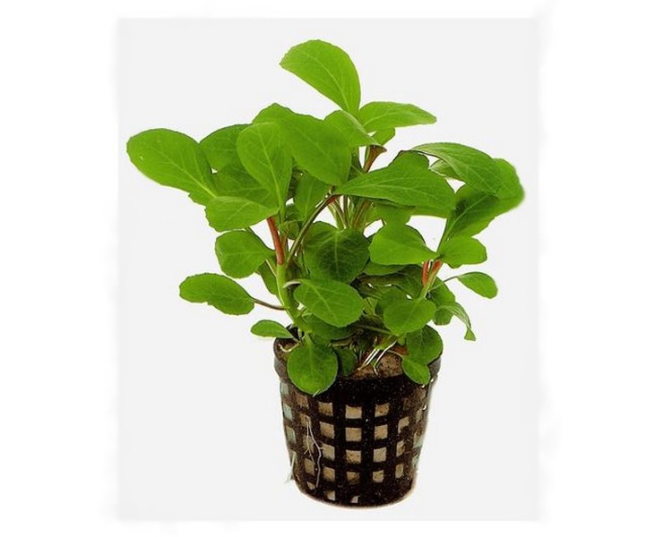 Lobelia Cardinalis 5cm pot