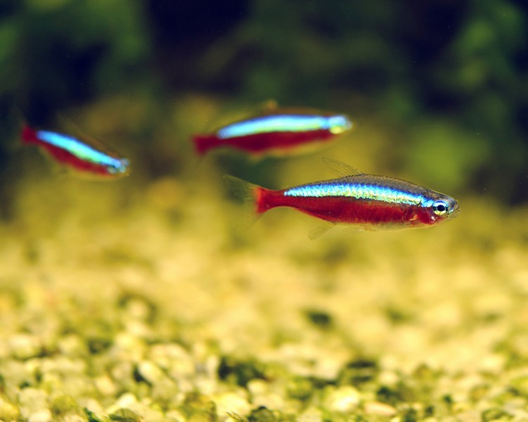 Cardinal Tetra ~ 2.5cm - 3cm