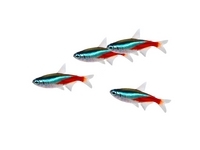 Tetras