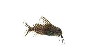 Catfish Catfish
