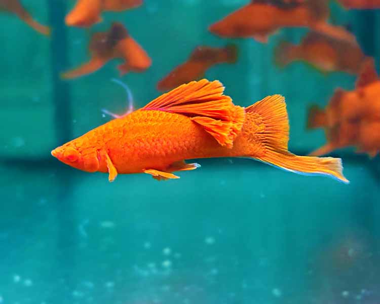 Cauliflower Red Swordtail ~ 4-5cm