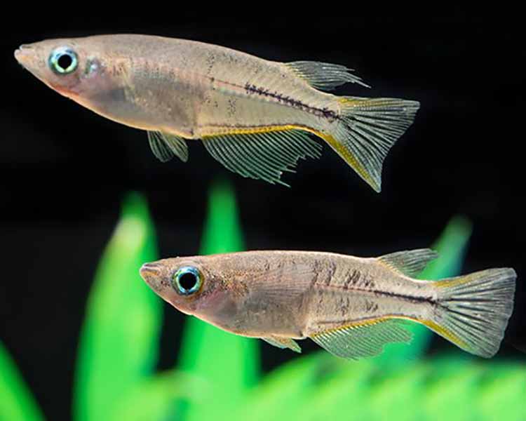 Celebes Ricefish ~ 4-5cm