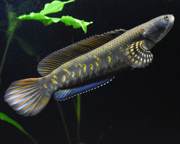 Channa Pulchra - peacock snakehead ~ 7-10cm