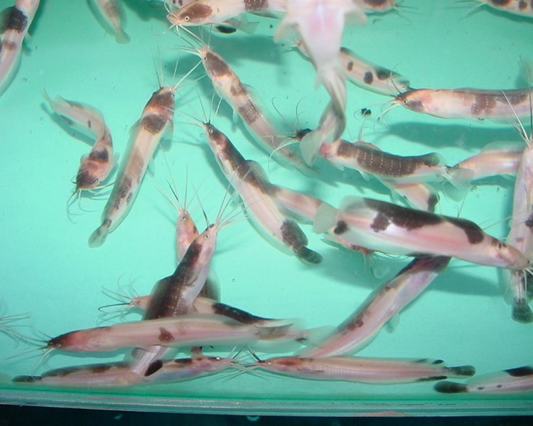 Marbled Clarias Catfish ~ 5cm - 7cm