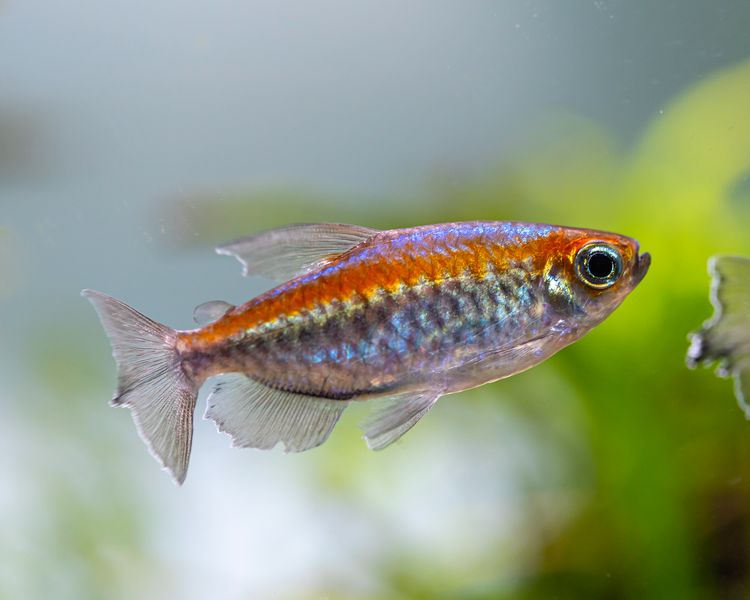Congo Tetra ~ 3cm