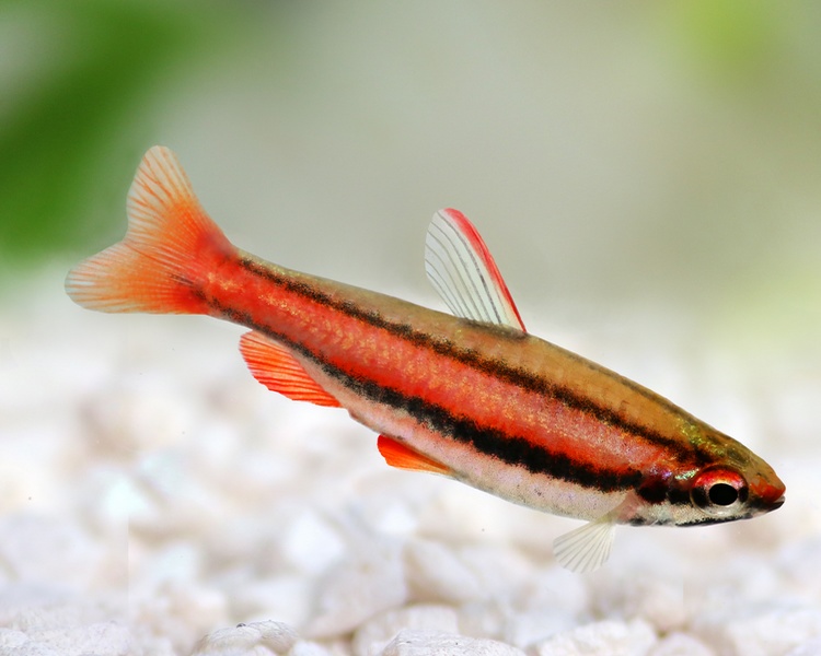 Coral Red Pencilfish ~ 2-3cm