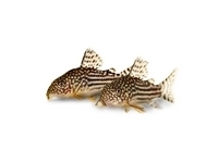 Corydora Corydora
