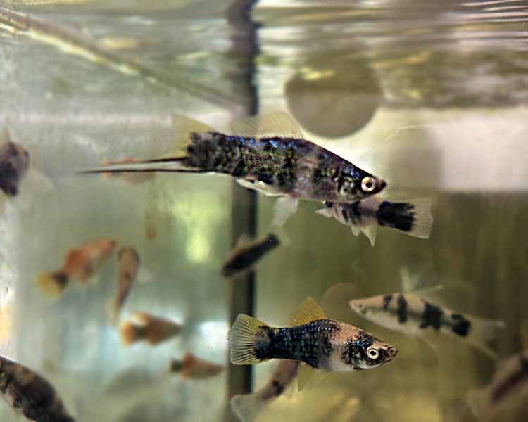 Cow Print Swordtail  ~ 4cm