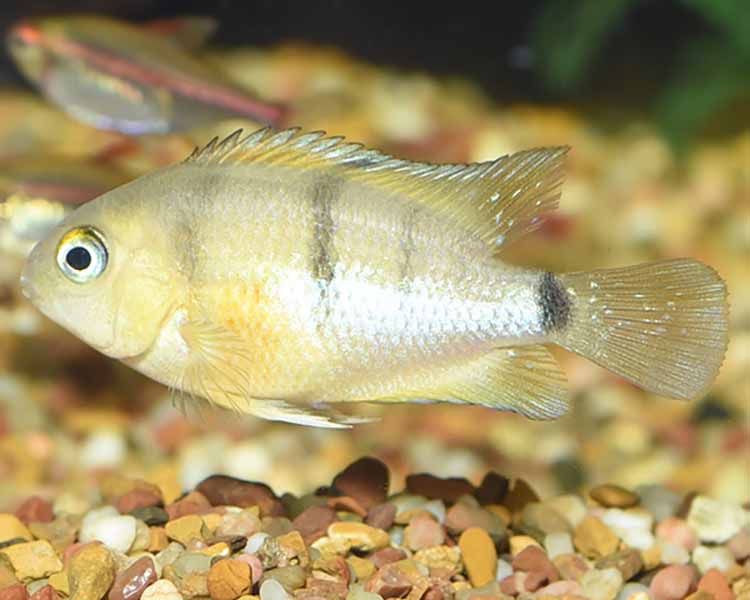 Cutters Cichlid ~ 4cm