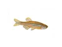 Danios Rasboras & Minnows Danios Rasboras & Minnows