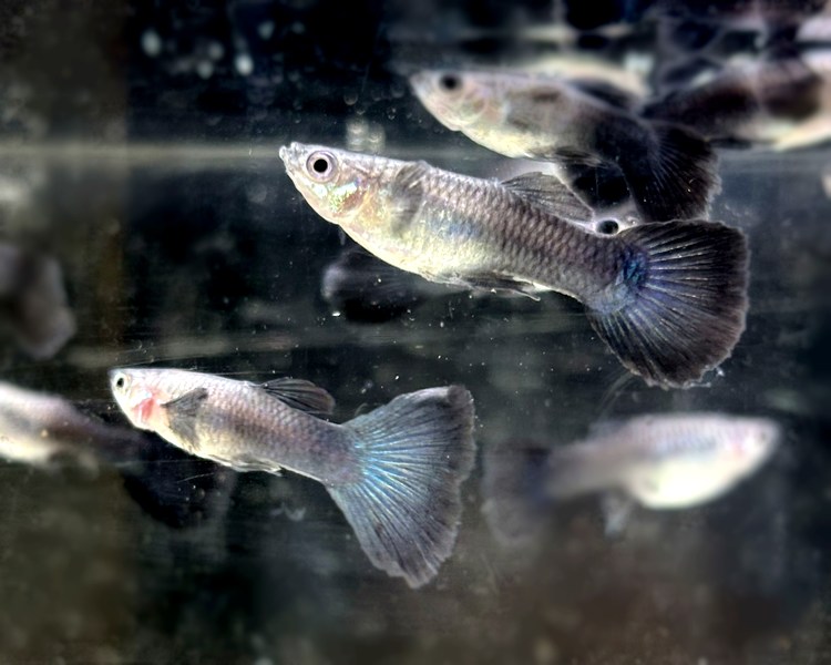 Dark Knight Guppy Pairs ~ 2.5-3cm