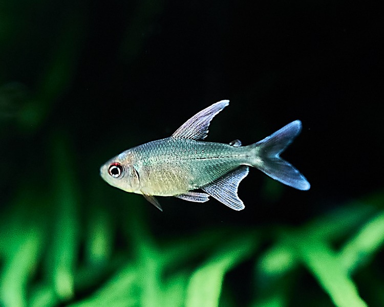 Diamond tetra fish in the aquarium