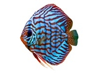 Discus