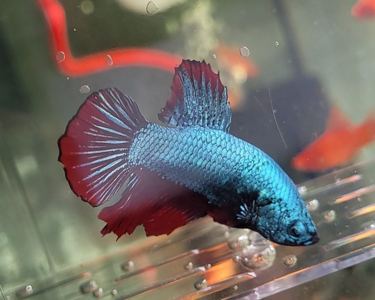 Male Dragon Plakat Betta