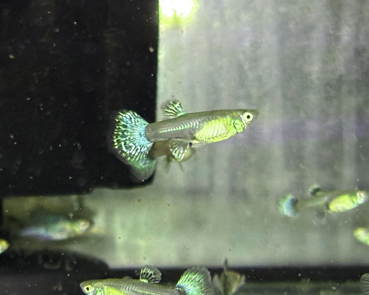 Dumbo Blue Ray Guppy Female ~ 3cm