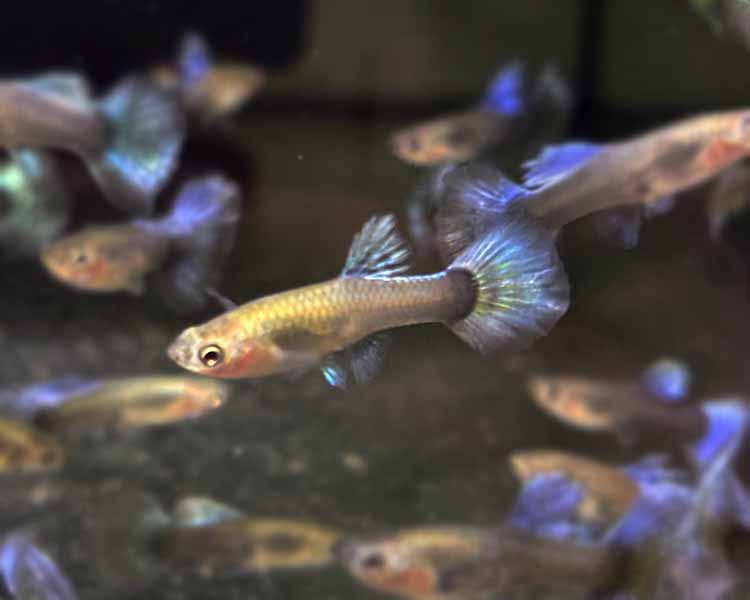 Dumbo Red Tail Guppy - Female ~ 3cm
