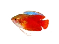 Gourami and Paradise Gourami and Paradise