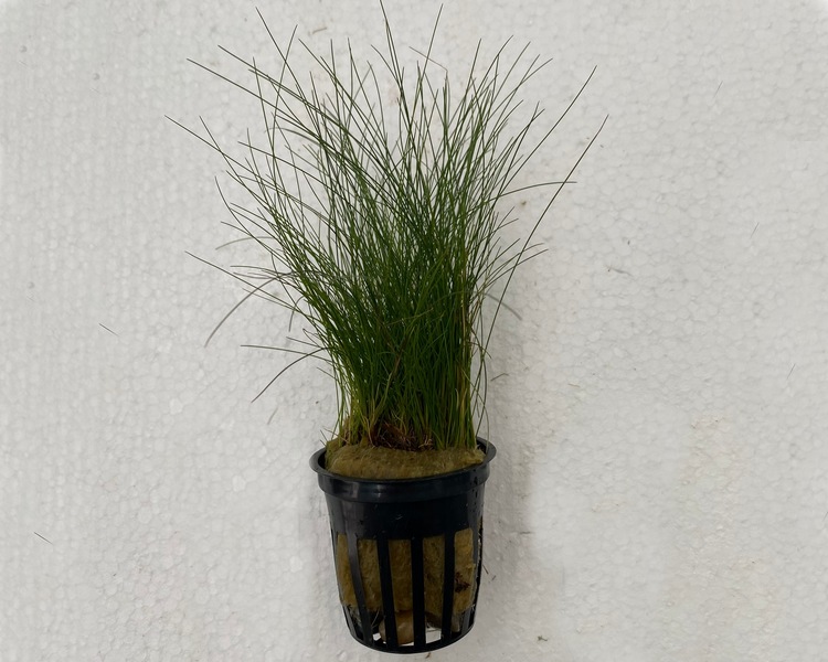 Eleocharis Acicularis 5cm Pot.
