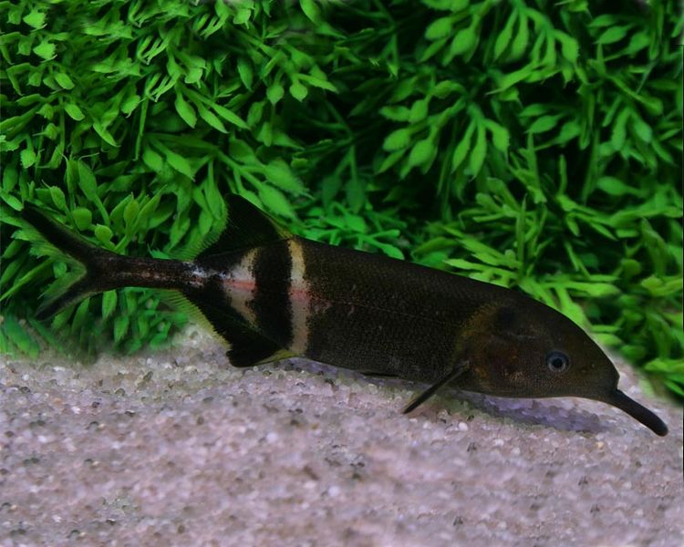 Elephantnose - Gnathonemus Petersii ~ 8cm