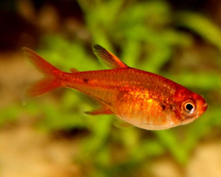 ember tetras ember tetras