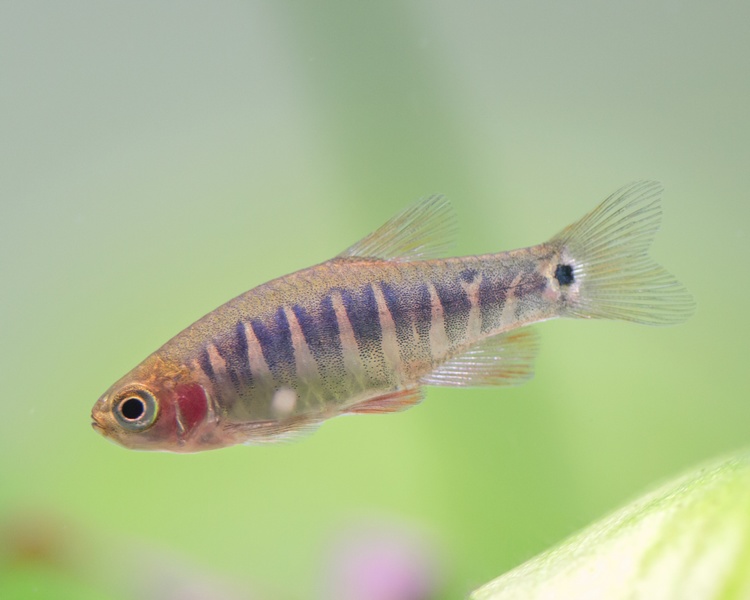 Emerald Dwarf Rasbora ~ 1cm