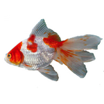 Fancy Goldfish - Carassius auratus Fancy Goldfish - Carassius auratus