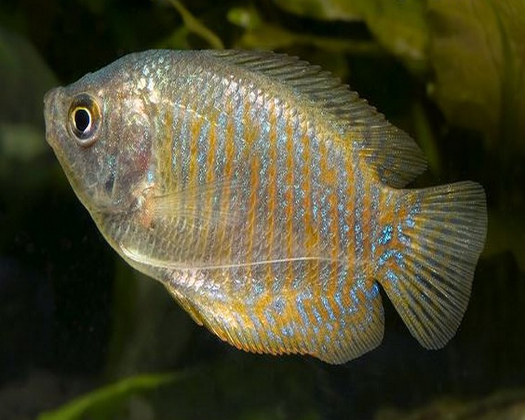 Female Dwarf Gourami ~ 2cm - 3cm