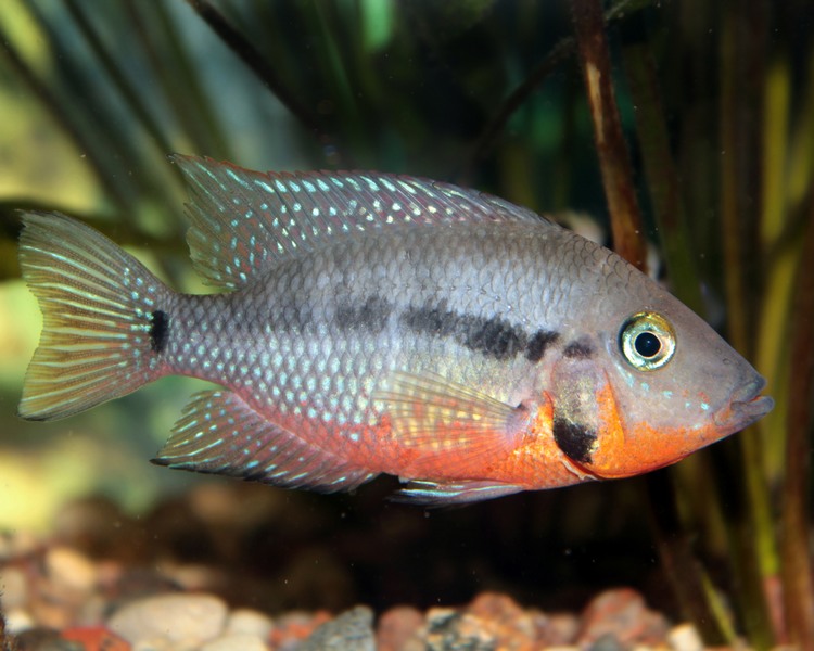 Firemouth Cichlid ~ 3cm - 4cm