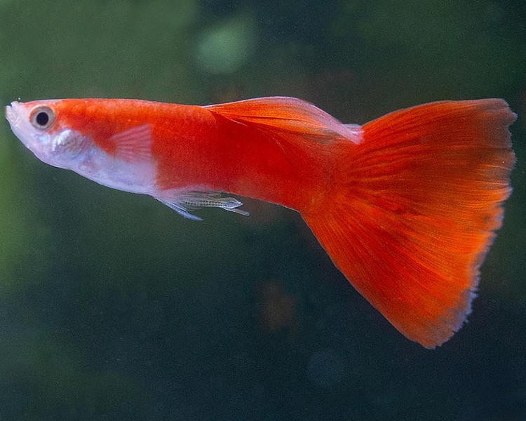 Full Red Guppy - Male ~ 3cm