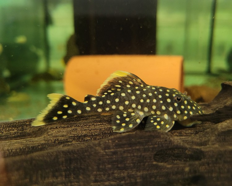 Gold Nugget Pleco L018 ~ 6cm - 7cm