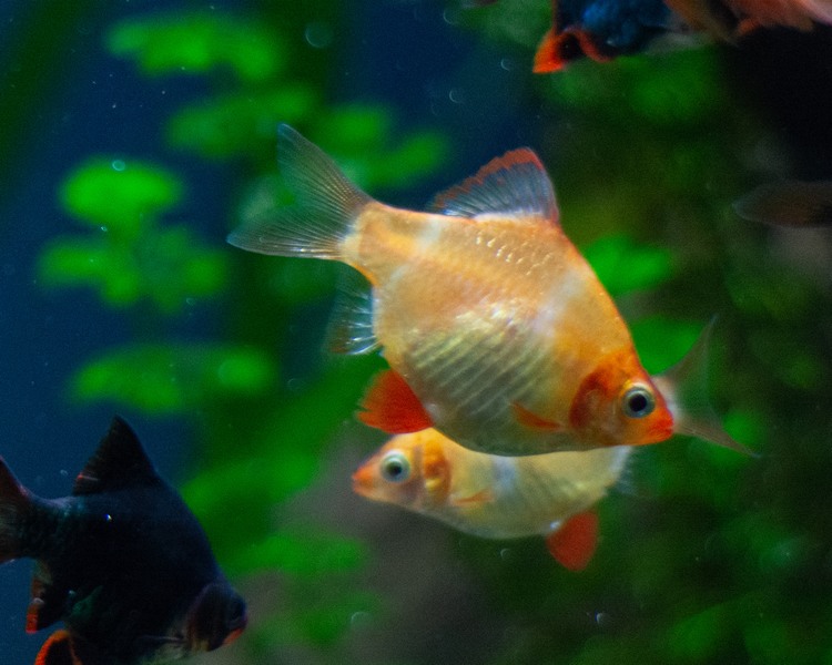 Gold Tiger Barb ~ 2.5cm - 3cm