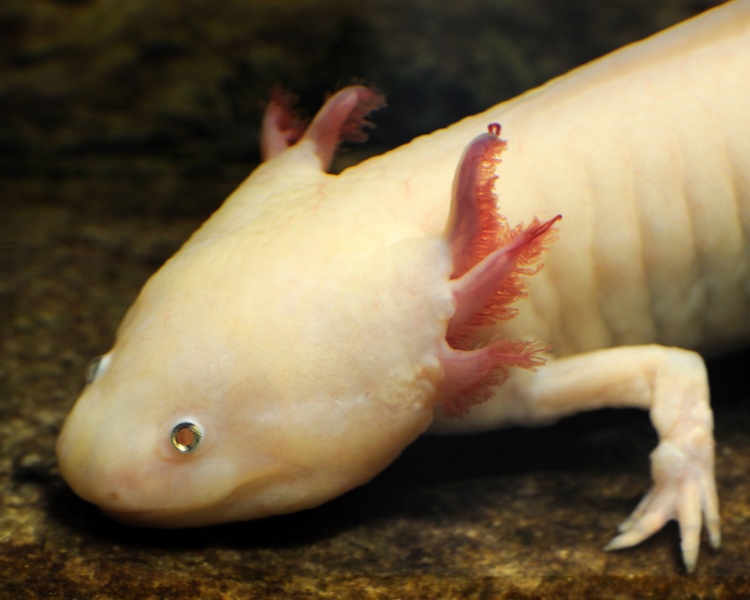 Golden Albino Axolotl ~ 5-6cm
