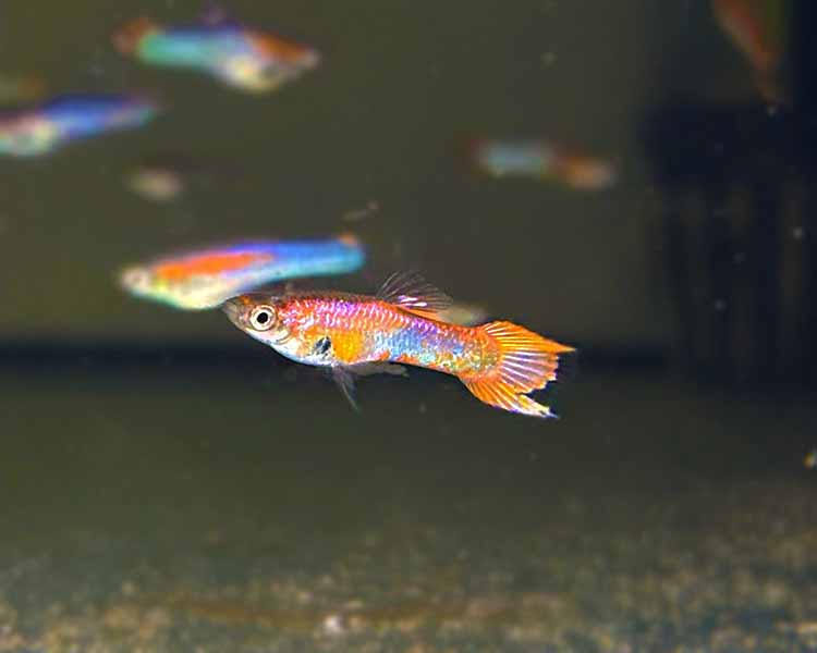 Golden Red Endler Guppy - Male ~ 2cm