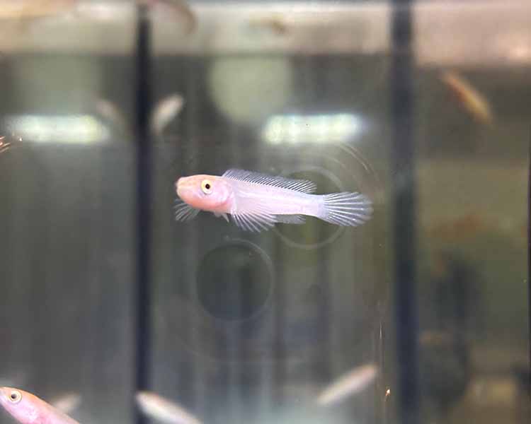 Golden Channa Pulchra ~ 4cm