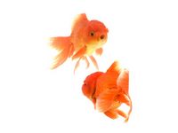 Fancy Goldfish - Carassius auratus Fancy Goldfish - Carassius auratus