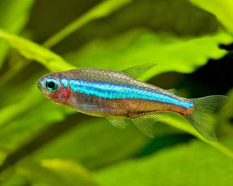 Green Neon Tetra Paracheirodon Simulans The Trop Company