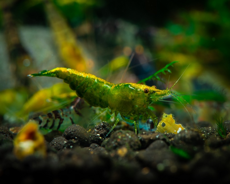 Green Jade Shrimp 1cm