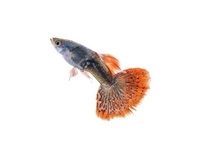 Guppies - Poecilia reticulata