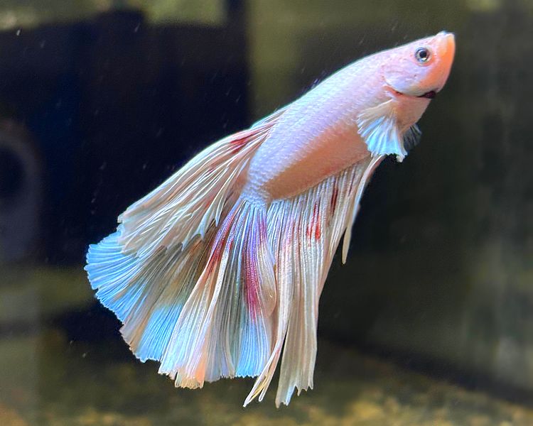 Half Moon Betta Fish ~ Male ~ 3cm