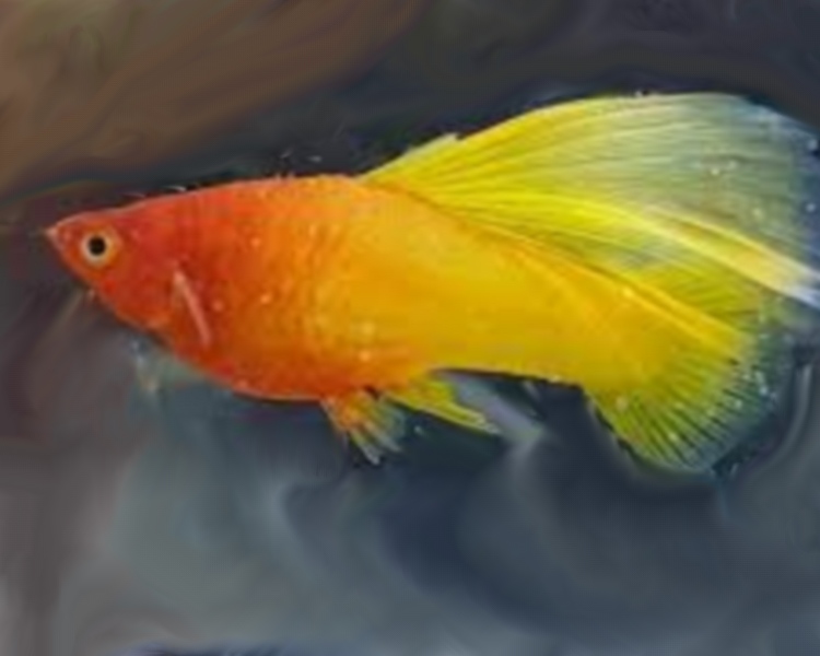 Hi Fin sunrise Platy 3cm 4cm