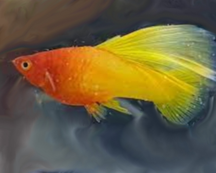 Hi Fin sunrise Platy ~ 3cm - 4cm