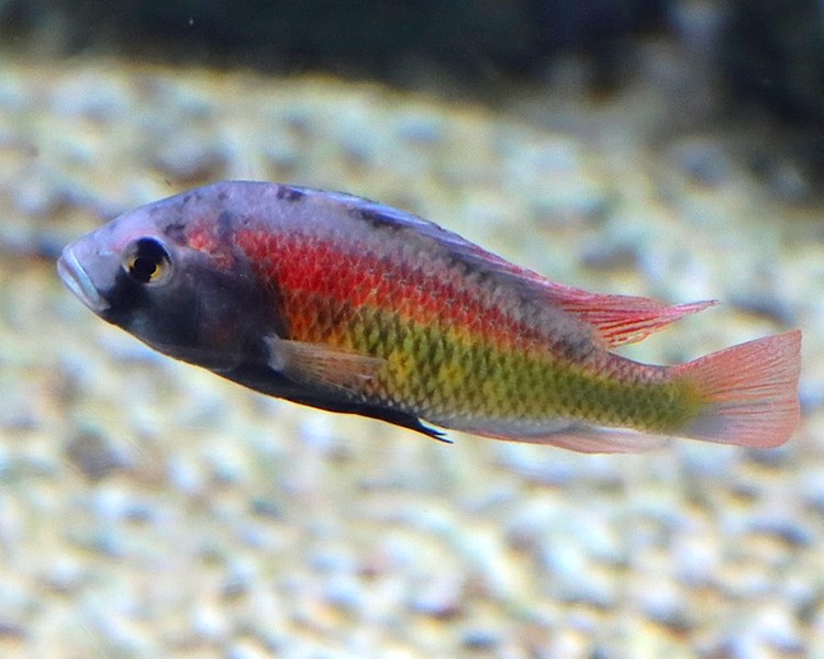 Hippo Point African Cichlid ~ 4-5cm