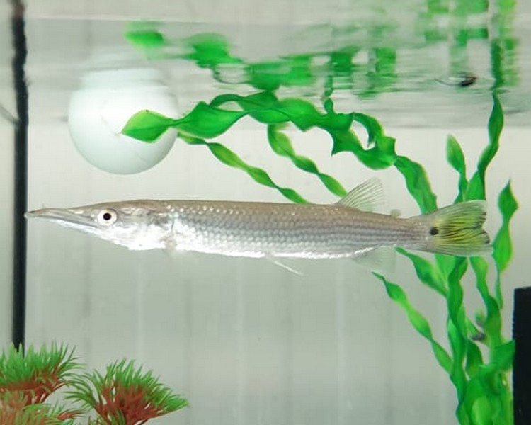 Freshwater Barracuda ~ 10-15cm