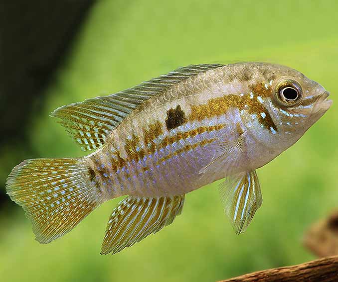 Humphead Dwarf Acara ~ 4-5cm