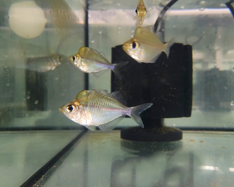 Humphead Glass Fish ~ 4cm