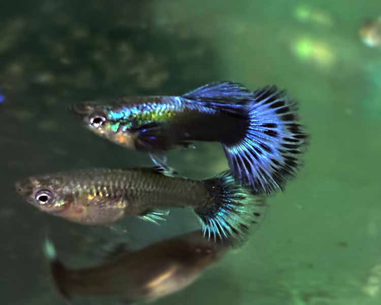 Ivory BDS Guppy Pairs ~ 2.5-3cm